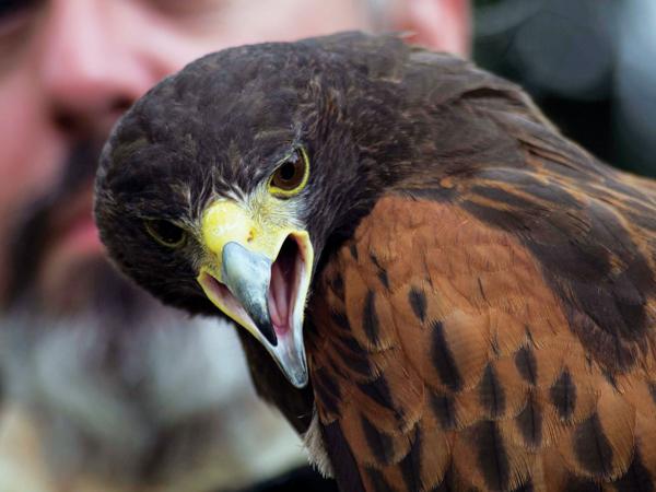 Photos by Earl Ward | an eagle from the Birds of Prey exhibition screams.