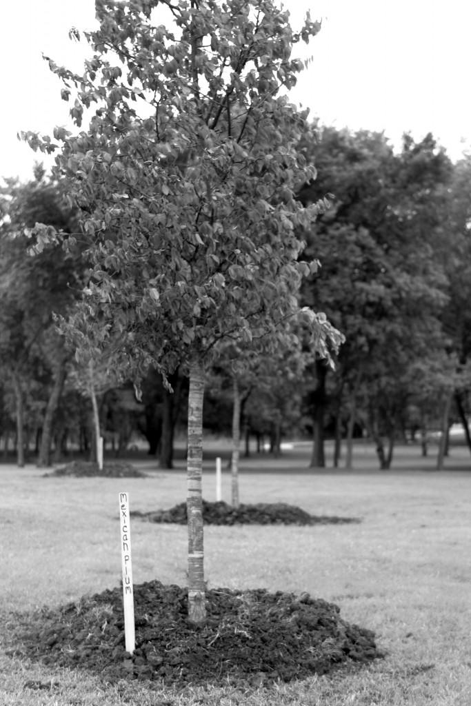 Mexican Plum trees were a few of those planted on campus. 