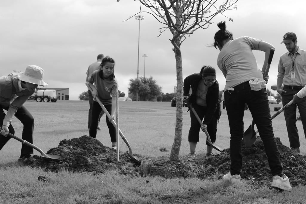 Photos by Willie  R. Cole | Courier Asako Saiko and Tanya Hernandez dig a deep hole to plant the tree while Richard Leon observes. 