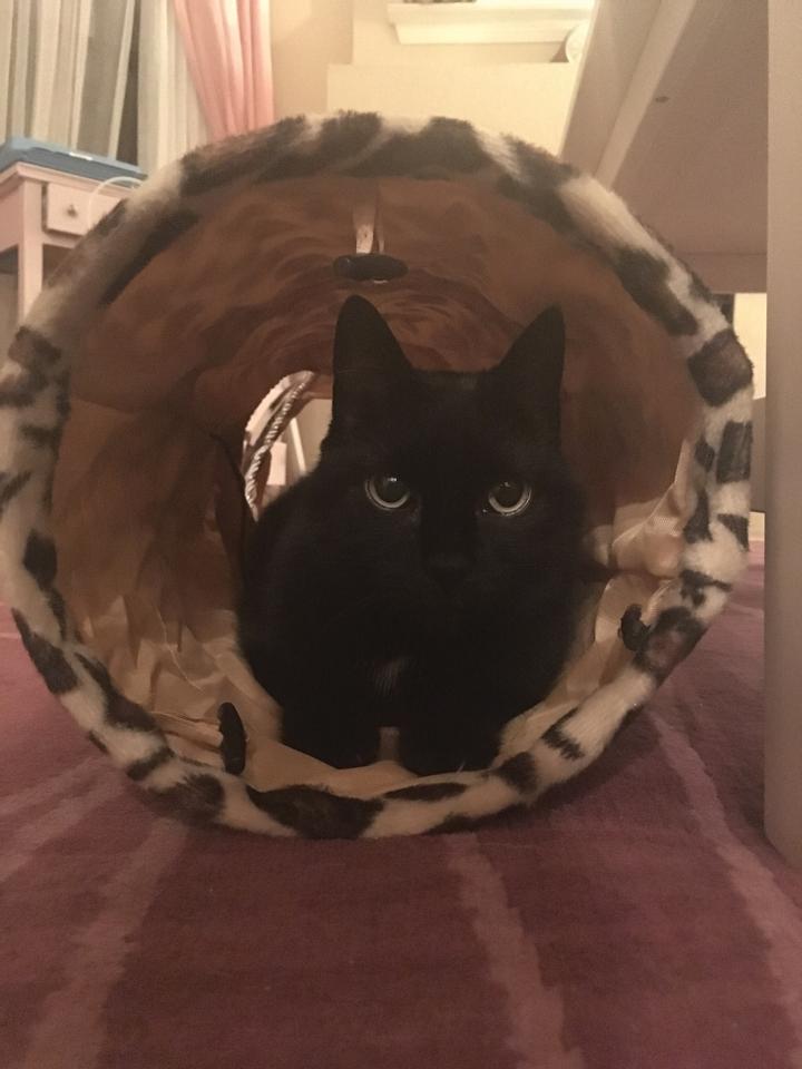 Photo by Diamond Victoria Ichabod Crane gears up to pounce out of his favorite crinkle tunnel.