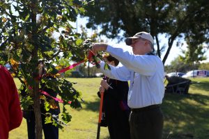  Photo by Jubenal Aguilar| Brookhaven College President Thom Chesney removes a red ribbon from the colleges newest bur oak Nov. 1 during the sixth annual Arbor Day Celebration.