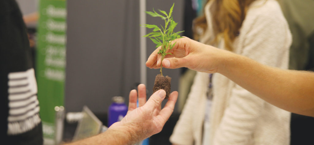 <strong>Photo by Dr. Dank |</strong> A cannabis plant is passed at the Lucky Leaf Hemp Expo Sept. 21.