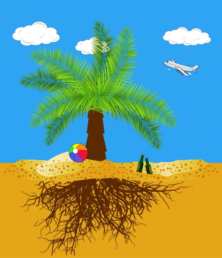 Palm+tree