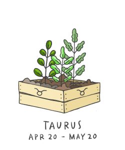 Taurus illustration