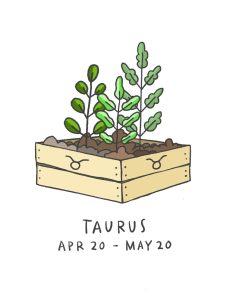 Illustration of Taurus