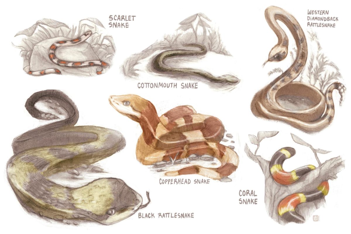 Illustration of types of snakes.