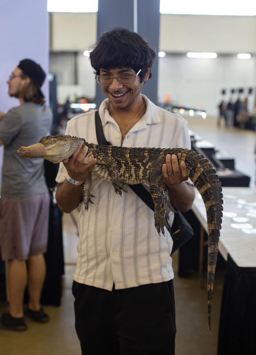 An attendee poses for a picture with a juvenile American alligator, one of several owned by Klondike Kid Exotics founder Jake Butler.