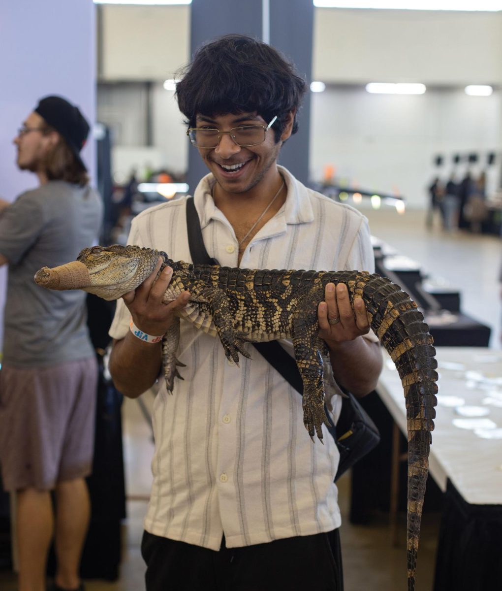 An attendee poses for a picture with a juvenile American alligator, one of several owned by Klondike Kid Exotics founder Jake Butler.